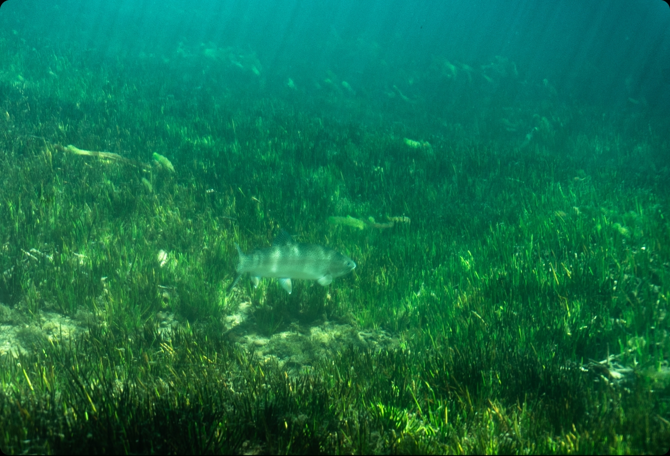 Clear water over river weed