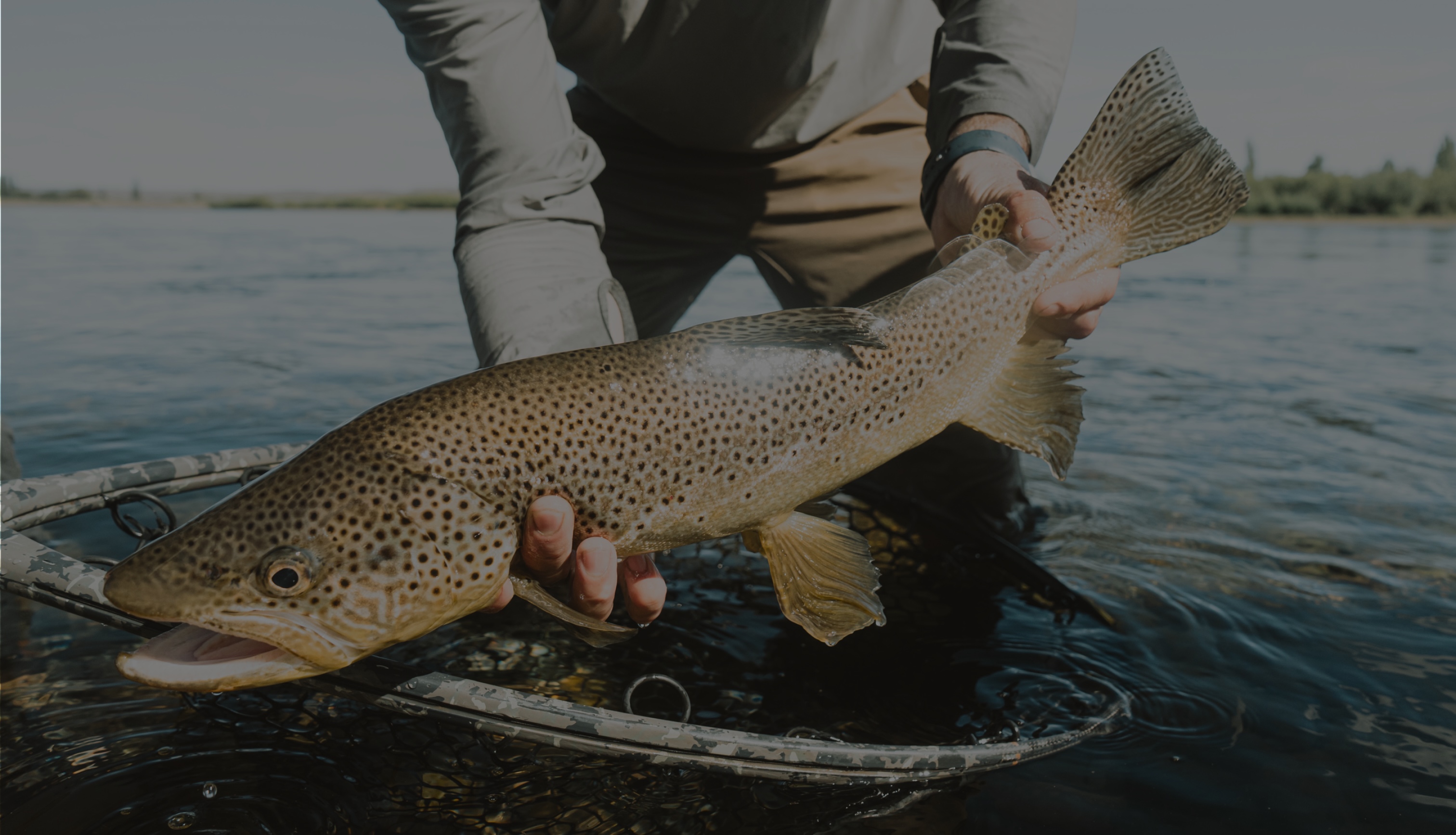 Angler cradling a brown trout in shallow water