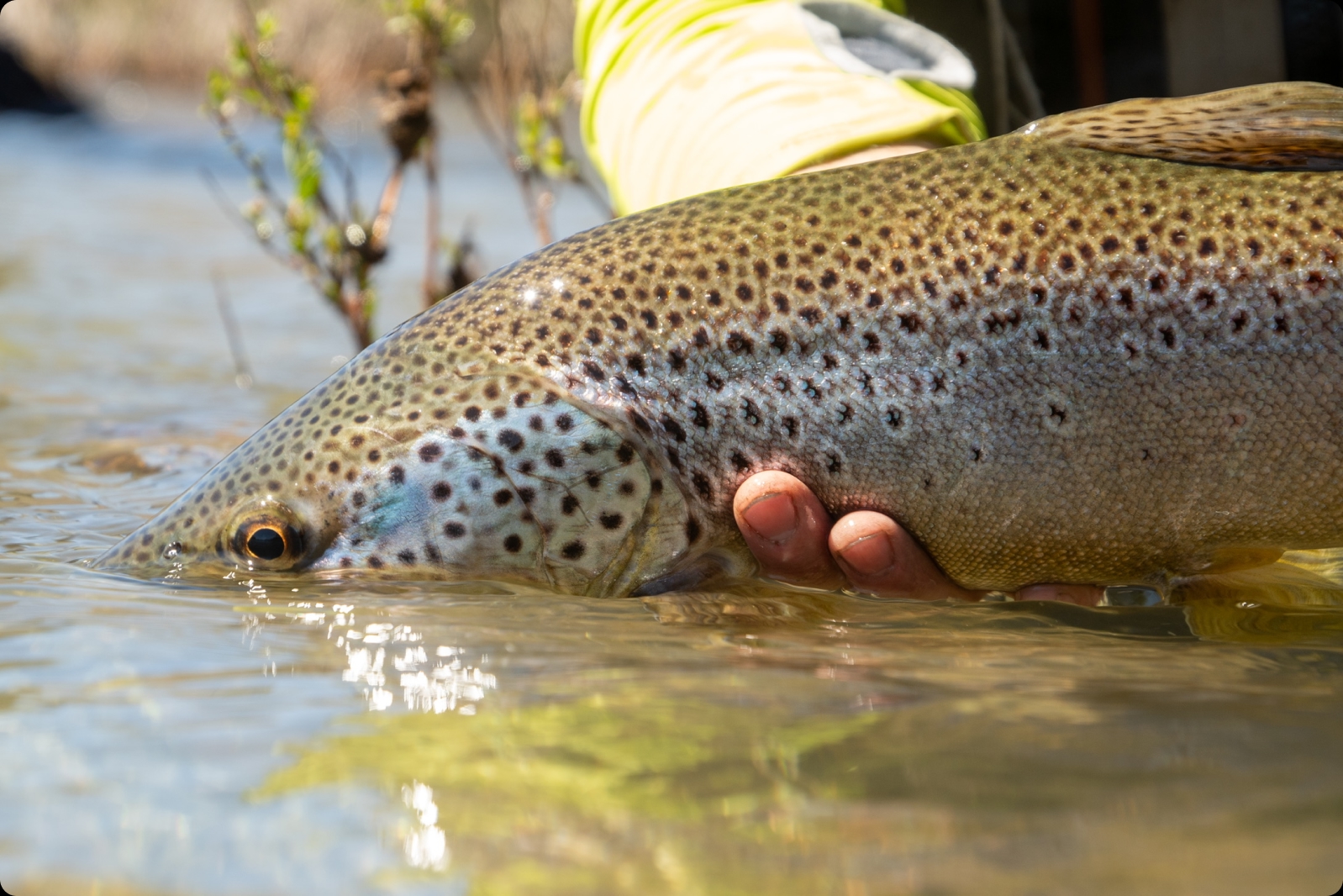 Close-up of a brown trout held at the surface